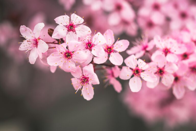 Gedicht: Kirschblüte bei der Nacht